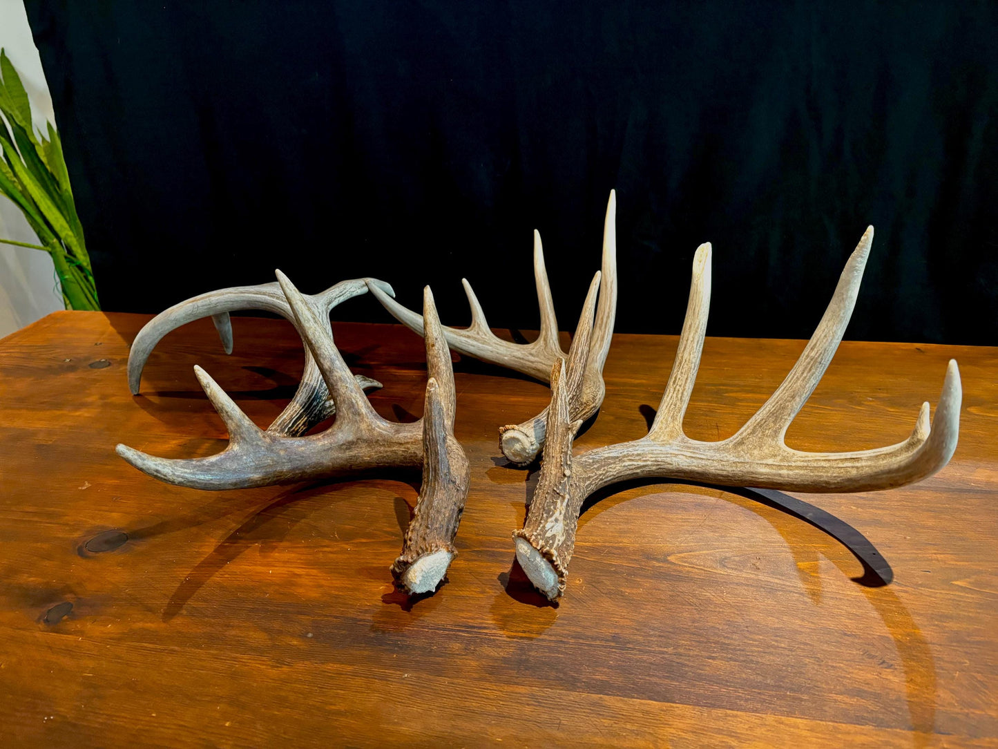 Premium X-Large White-tail Deer Antlers! Highest Quality Decorative Antlers. From Wild Canadian Whitetailed deer. Naturally Shed