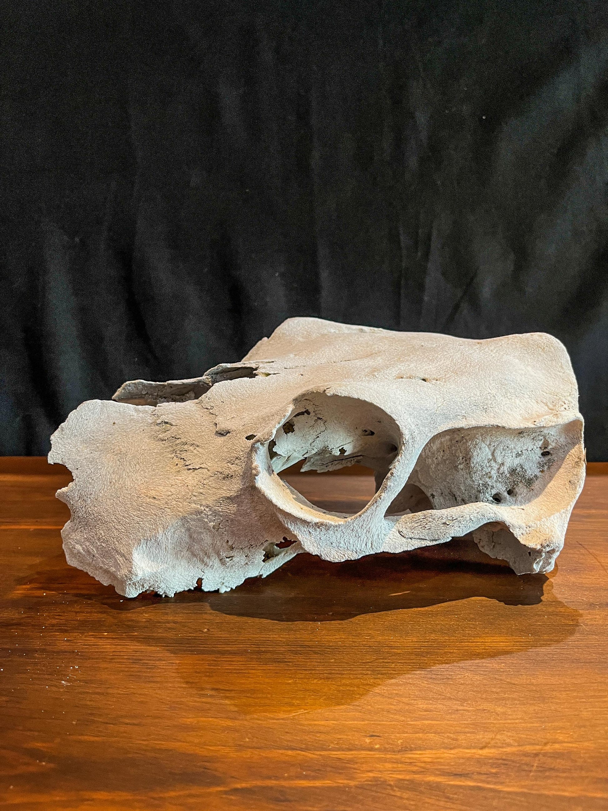 Real Cow Skull from Farm Field. Old, Clean Skull from Cattle Farm.
