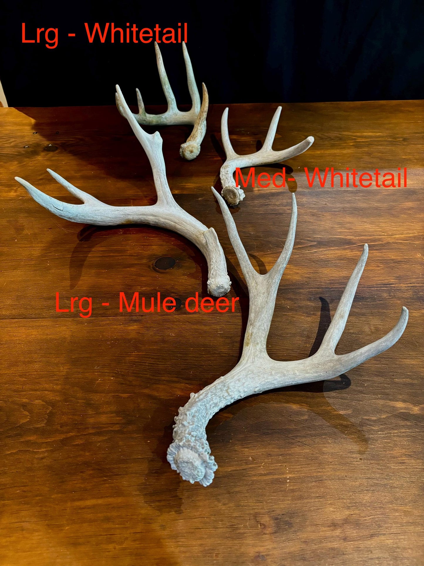 Deer Antlers (Poor Quality) - "Chalk Antlers". For Decorations, Crafting, and Much More