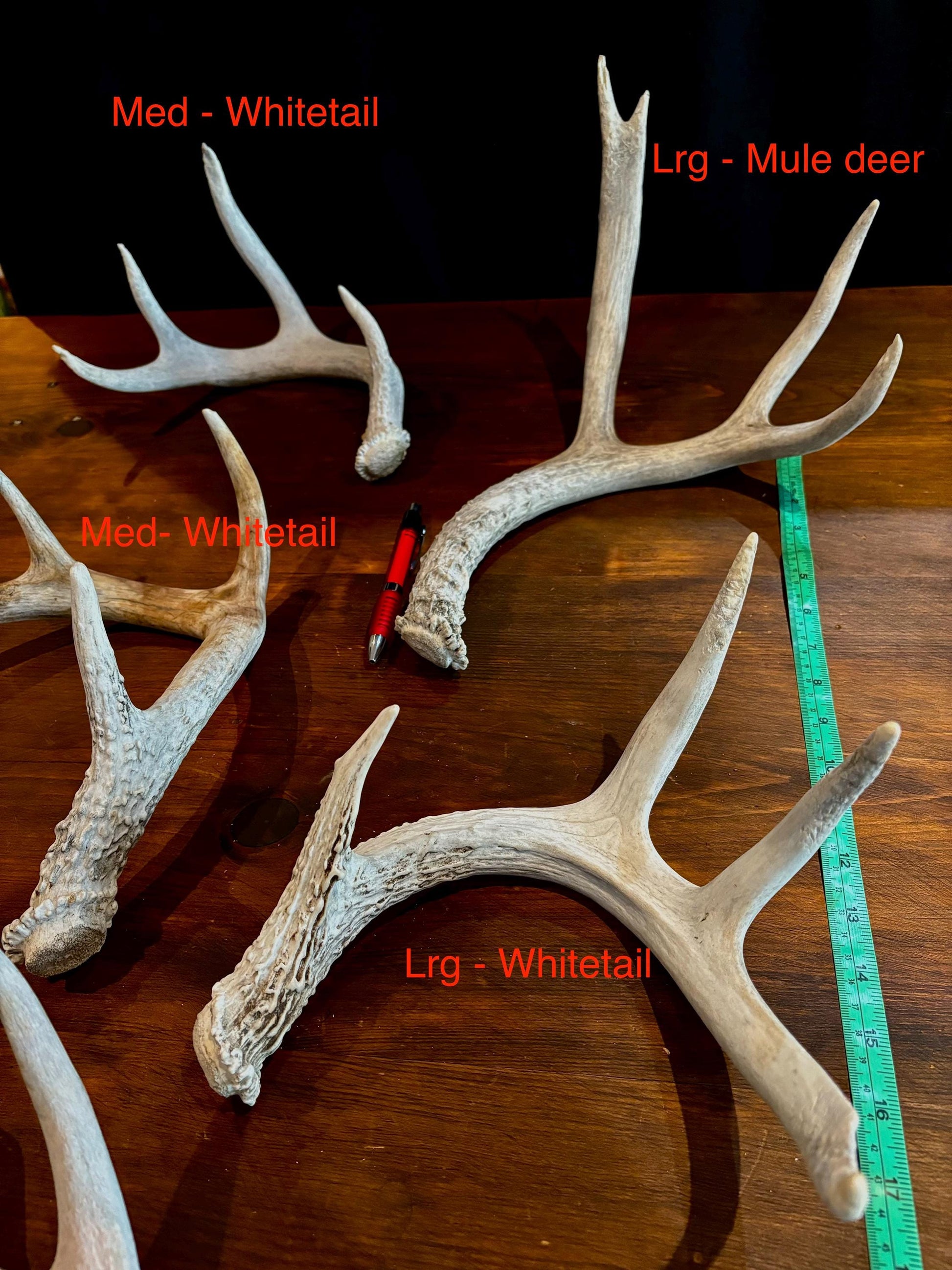 Deer Antlers (Poor Quality) - "Chalk Antlers". For Decorations, Crafting, and Much More