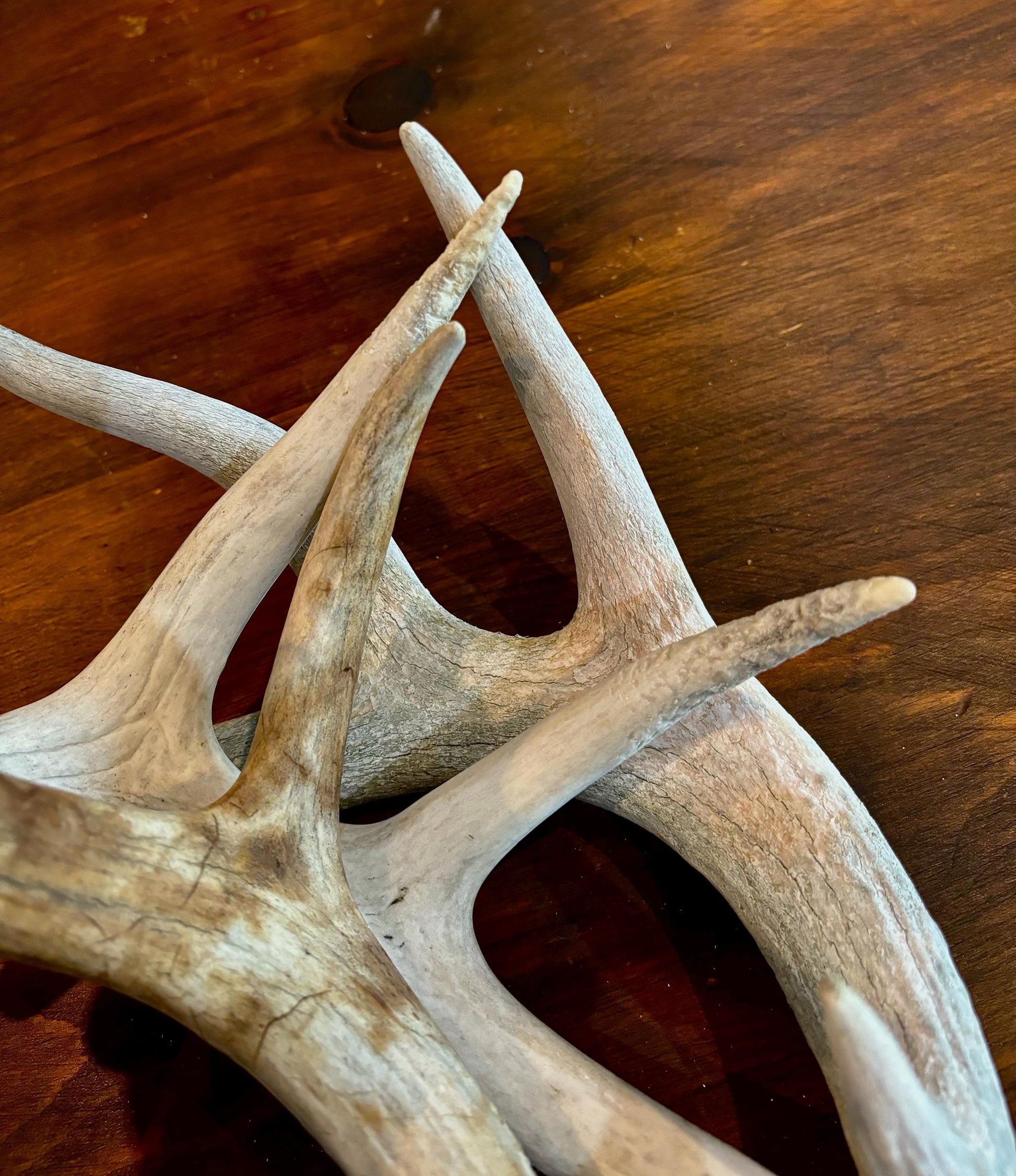 Deer Antlers (Poor Quality) - "Chalk Antlers". For Decorations, Crafting, and Much More