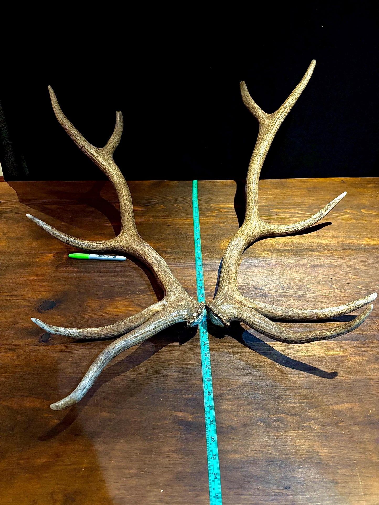 Canadian Bull Elk Antler Set! Decorations, Crafting, Collections, Table Centerpieces and more!