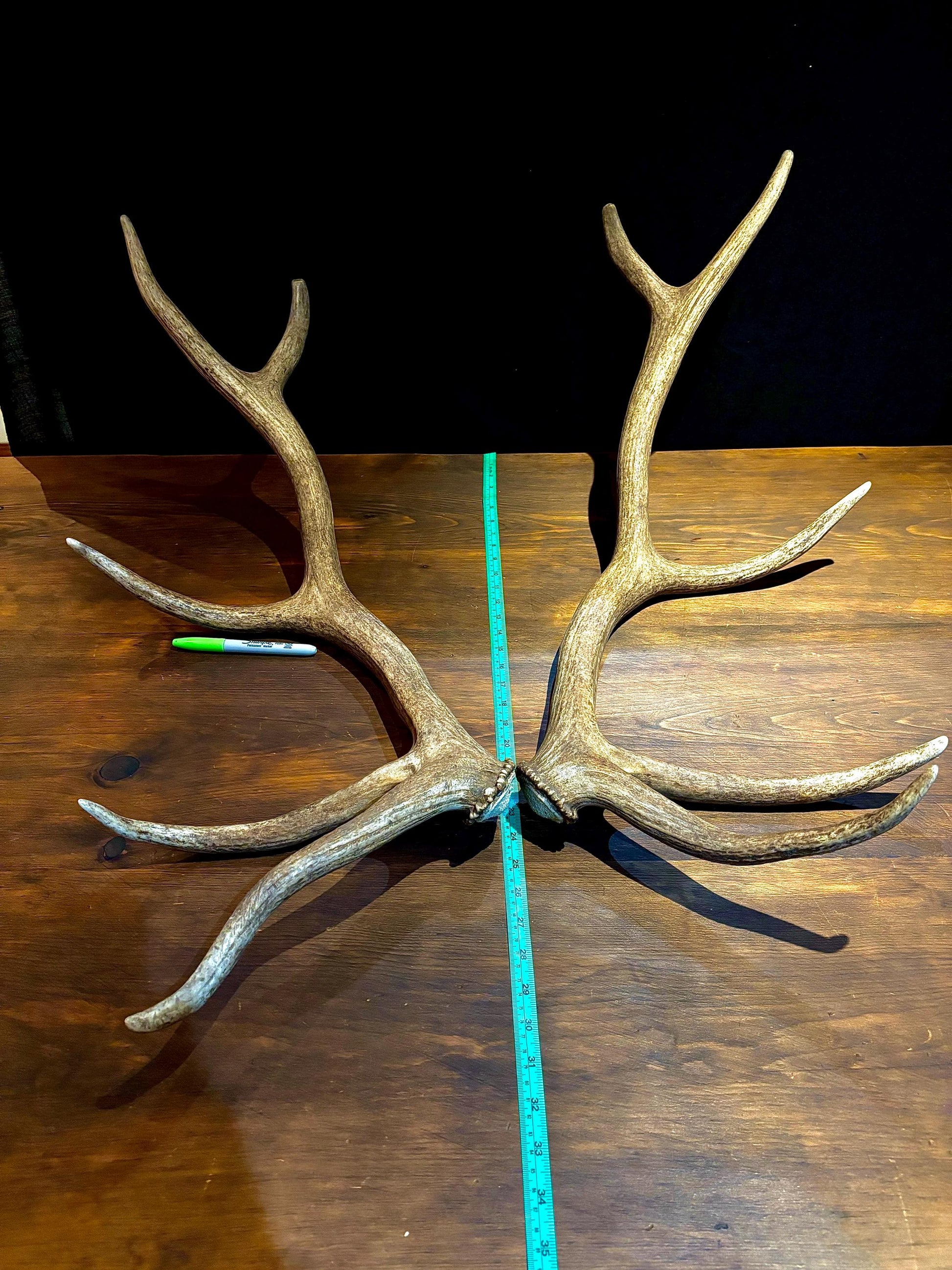 Canadian Bull Elk Antler Set! Decorations, Crafting, Collections, Table Centerpieces and more!