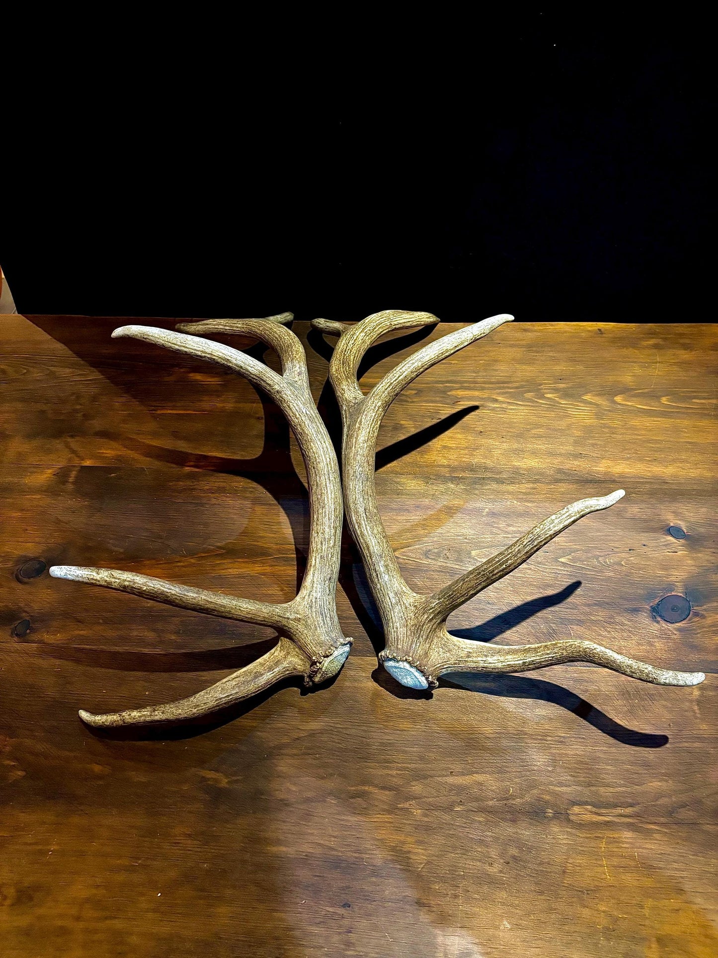 Canadian Bull Elk Antler Set! Decorations, Crafting, Collections, Table Centerpieces and more!