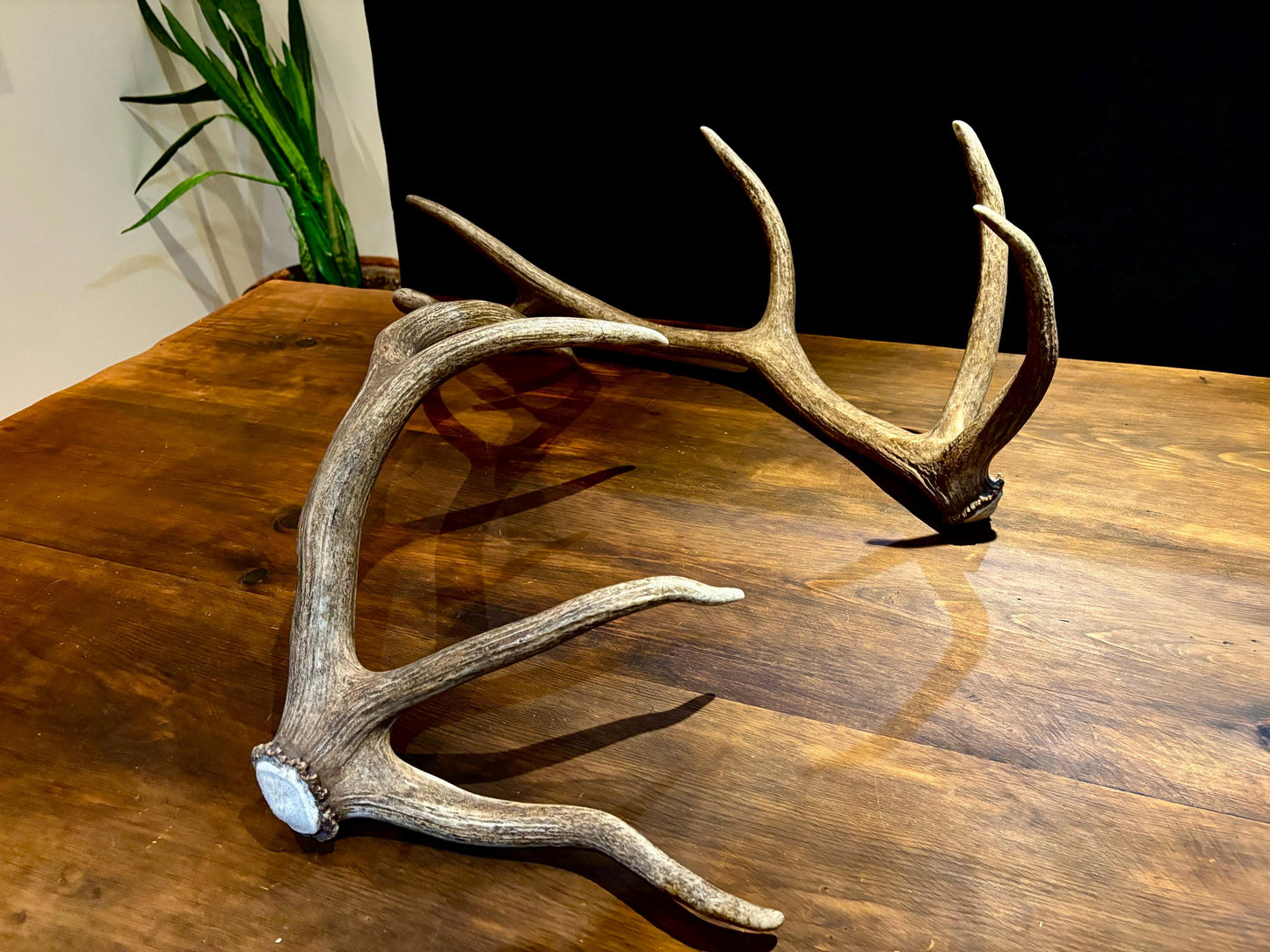 Canadian Bull Elk Antler Set! Decorations, Crafting, Collections, Table Centerpieces and more!