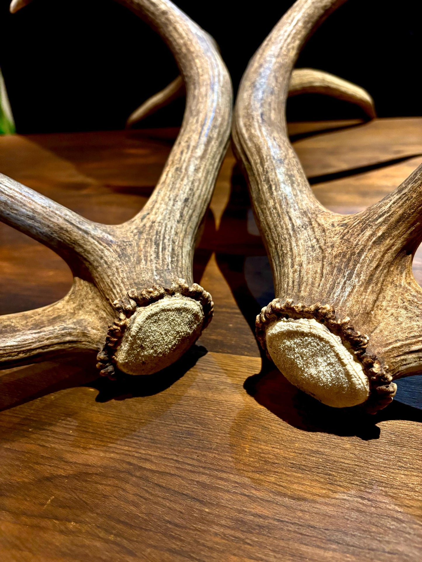 Canadian Bull Elk Antler Set! Decorations, Crafting, Collections, Table Centerpieces and more!