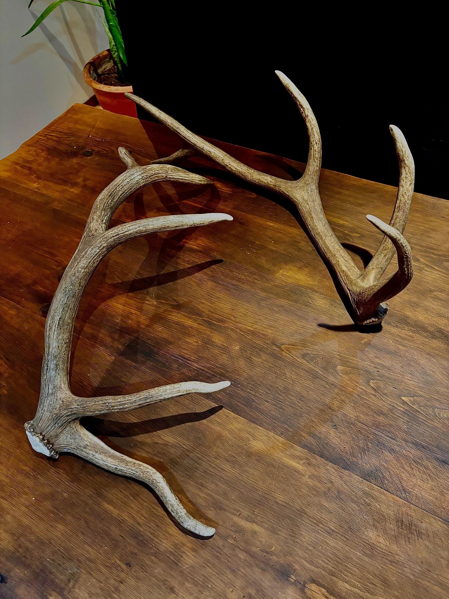 Canadian Bull Elk Antler Set! Decorations, Crafting, Collections, Table Centerpieces and more!