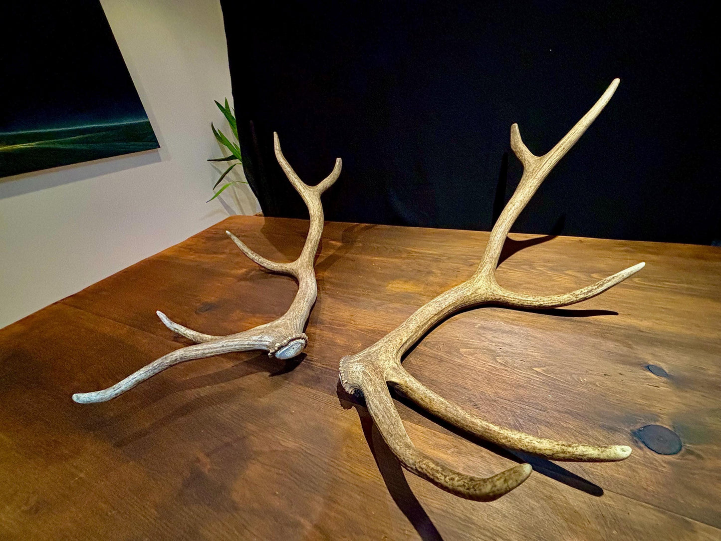 Canadian Bull Elk Antler Set! Decorations, Crafting, Collections, Table Centerpieces and more!