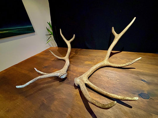 Canadian Bull Elk Antler Set! Decorations, Crafting, Collections, Table Centerpieces and more!