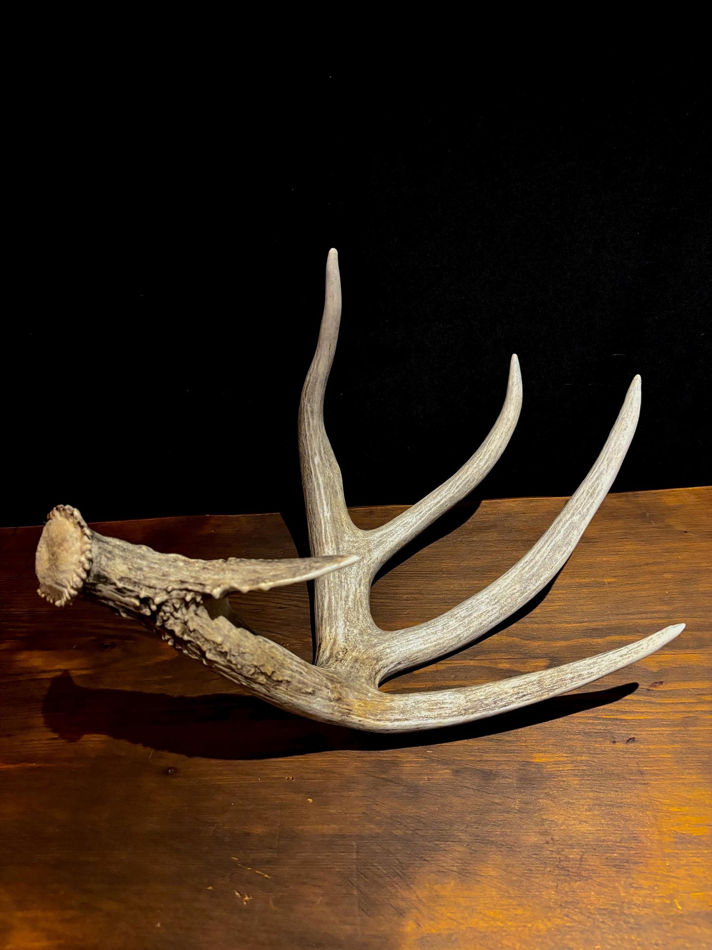 Magnificent White-tailed deer Antler - with huge “G3”. Extremeley fresh, perfect for crafting, design, decor and more!