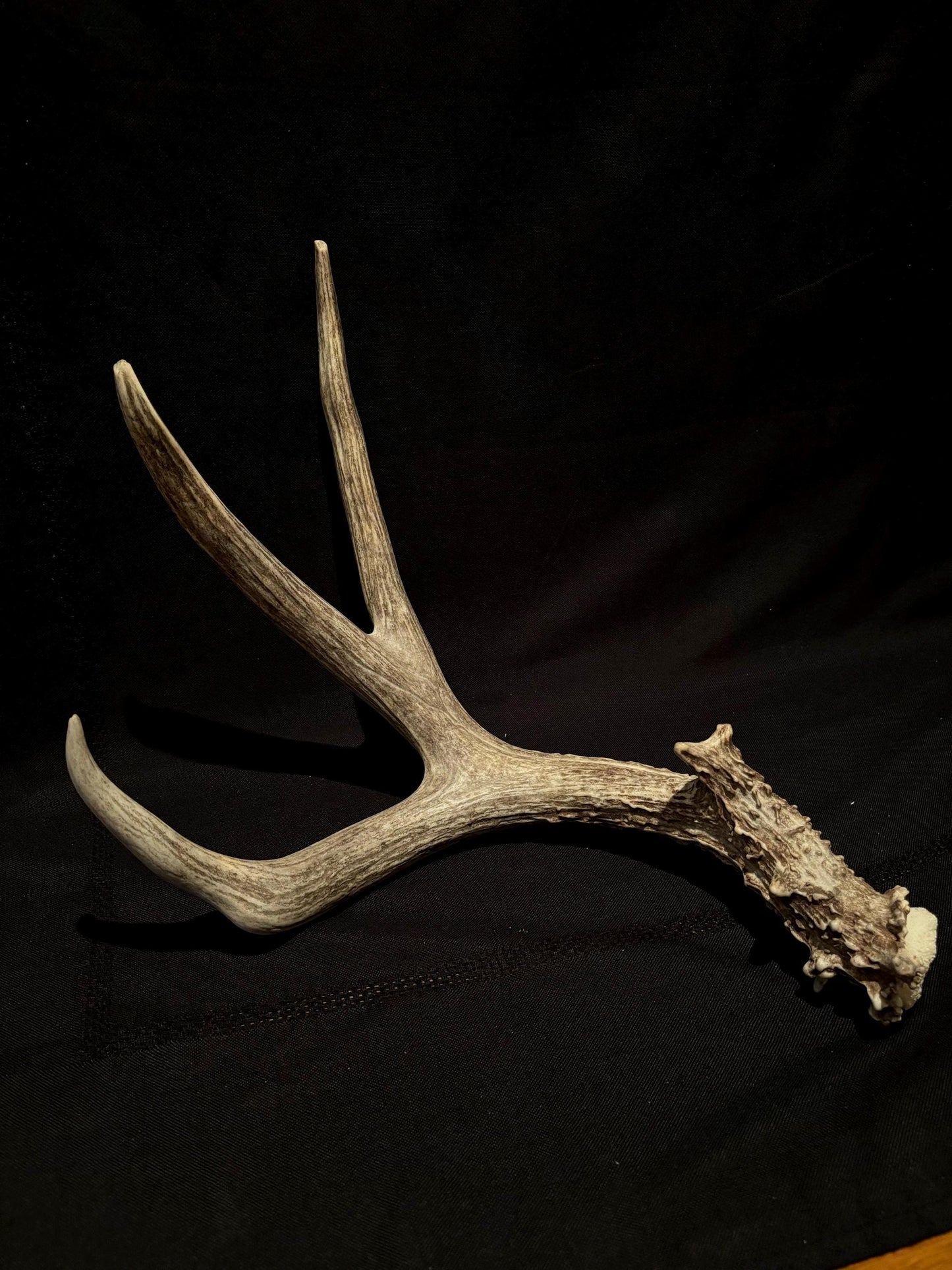 Classic Mule deer antler. Large, Rustic style decoration. Cabin and Farm decor centrepiece.