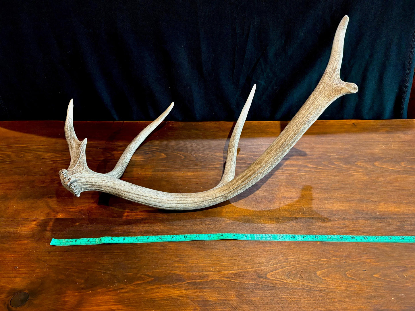 Elk Antler From A Wild Canadian Bull Elk. Crafting, Home Decor, and More.