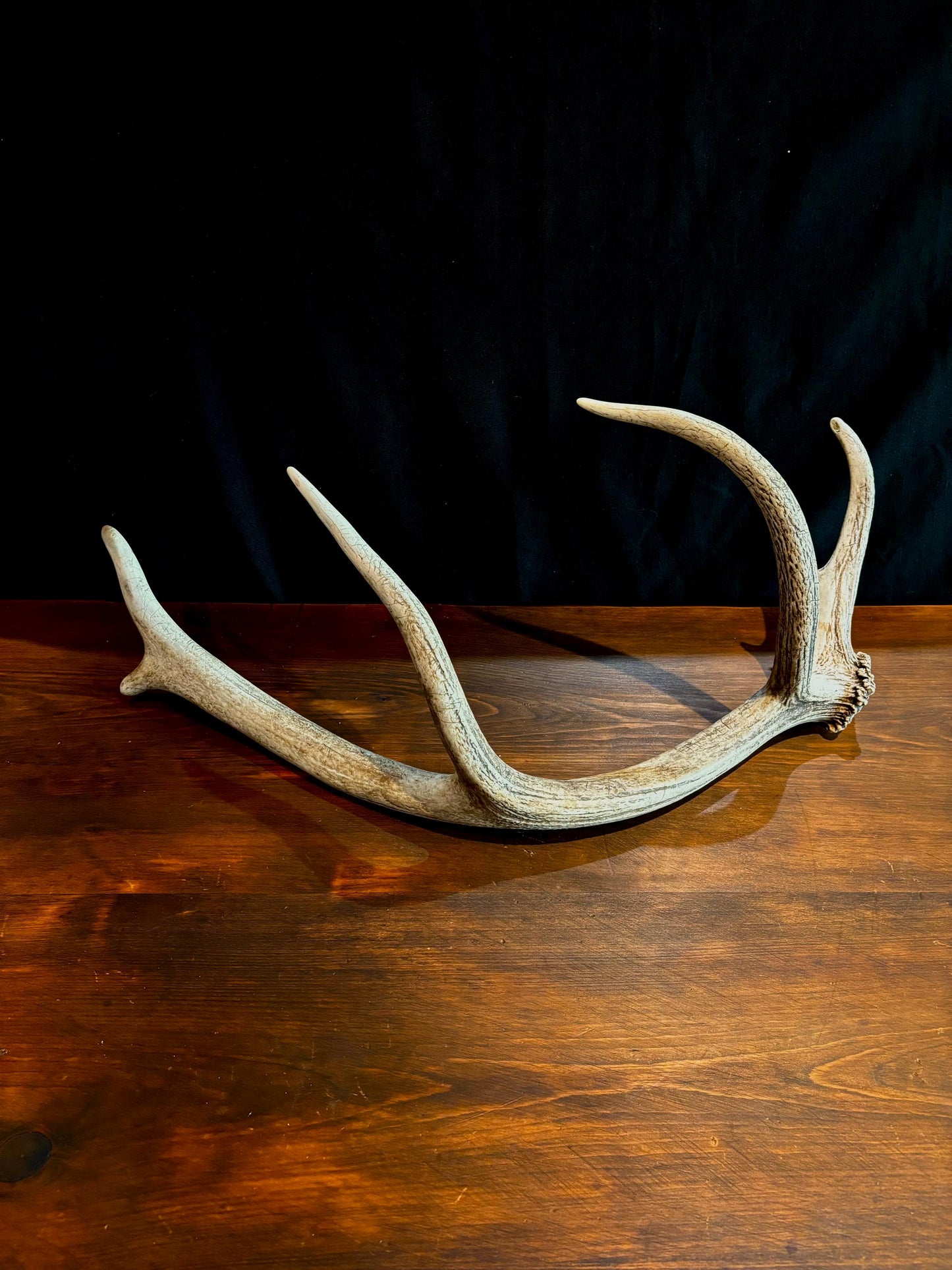 Elk Antler From A Wild Canadian Bull Elk. Crafting, Home Decor, and More.