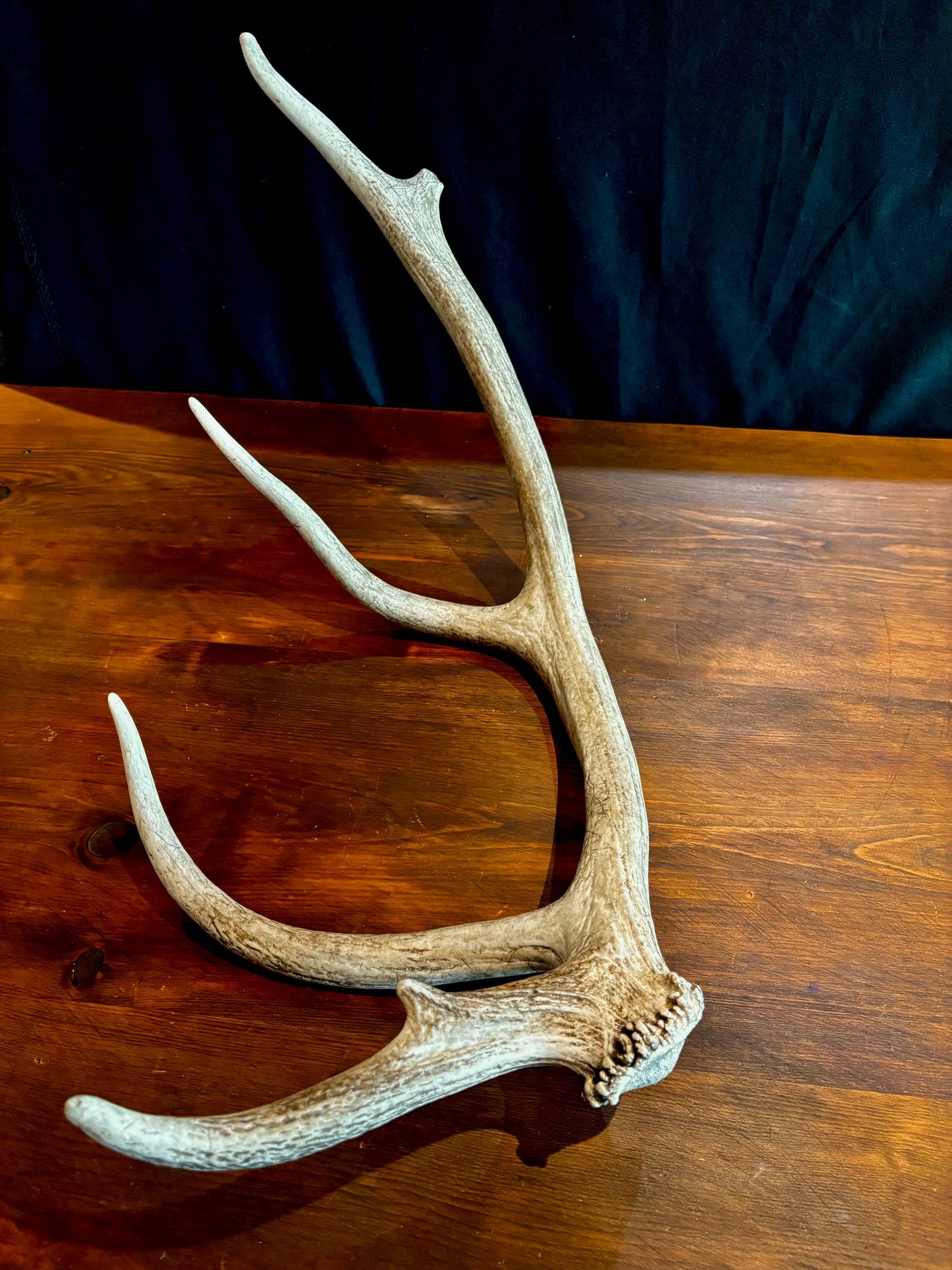 Elk Antler From A Wild Canadian Bull Elk. Crafting, Home Decor, and More.