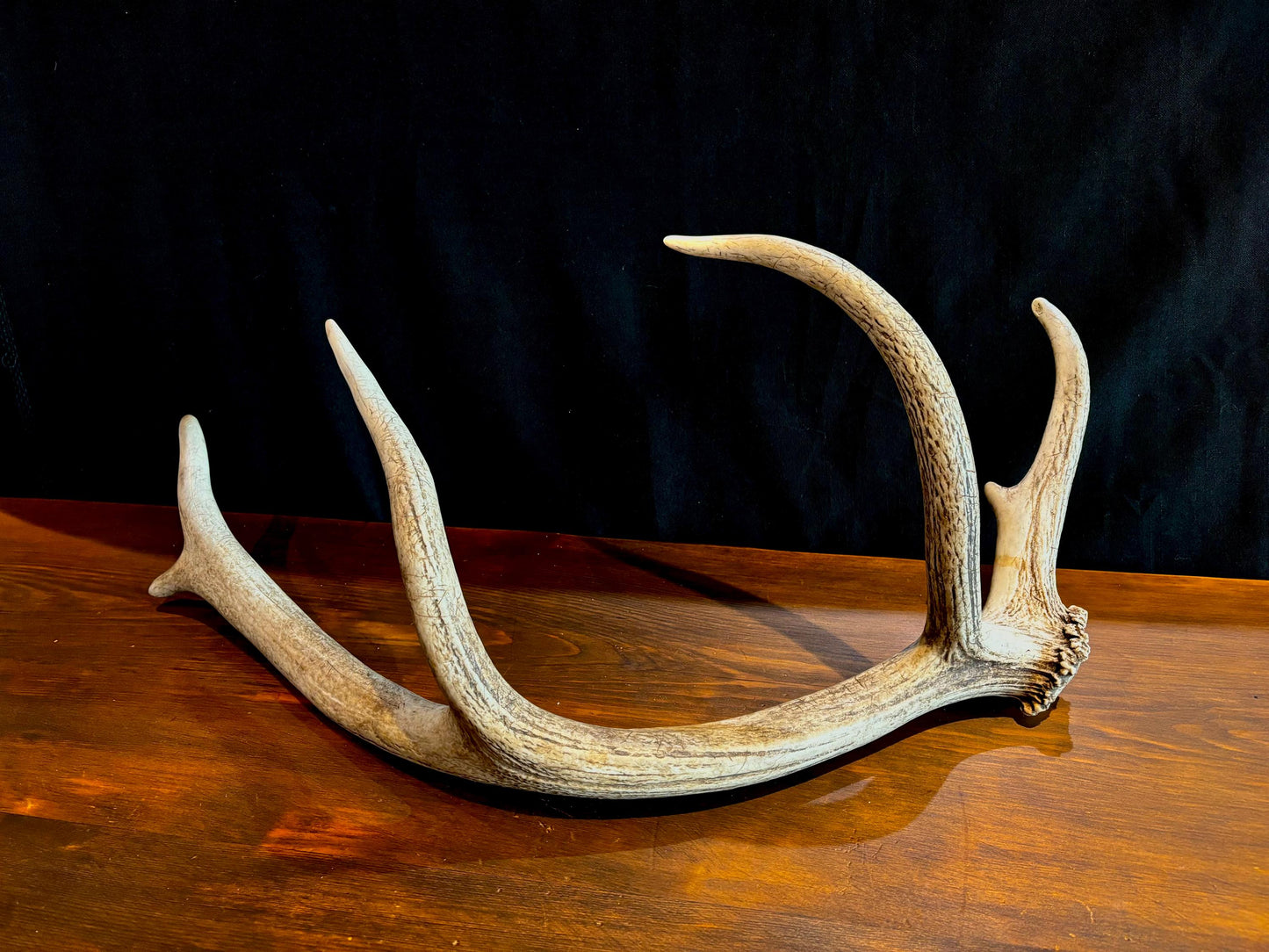 Elk Antler From A Wild Canadian Bull Elk. Crafting, Home Decor, and More.