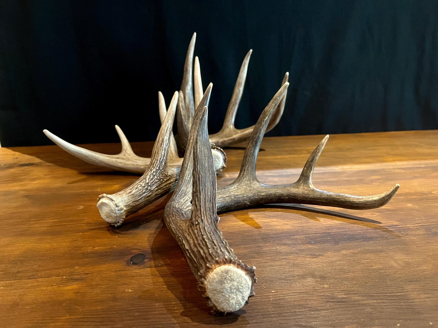 Premium X-Large White-tail Deer Antlers! Highest Quality Decorative Antlers. From Wild Canadian Whitetailed deer. Naturally Shed