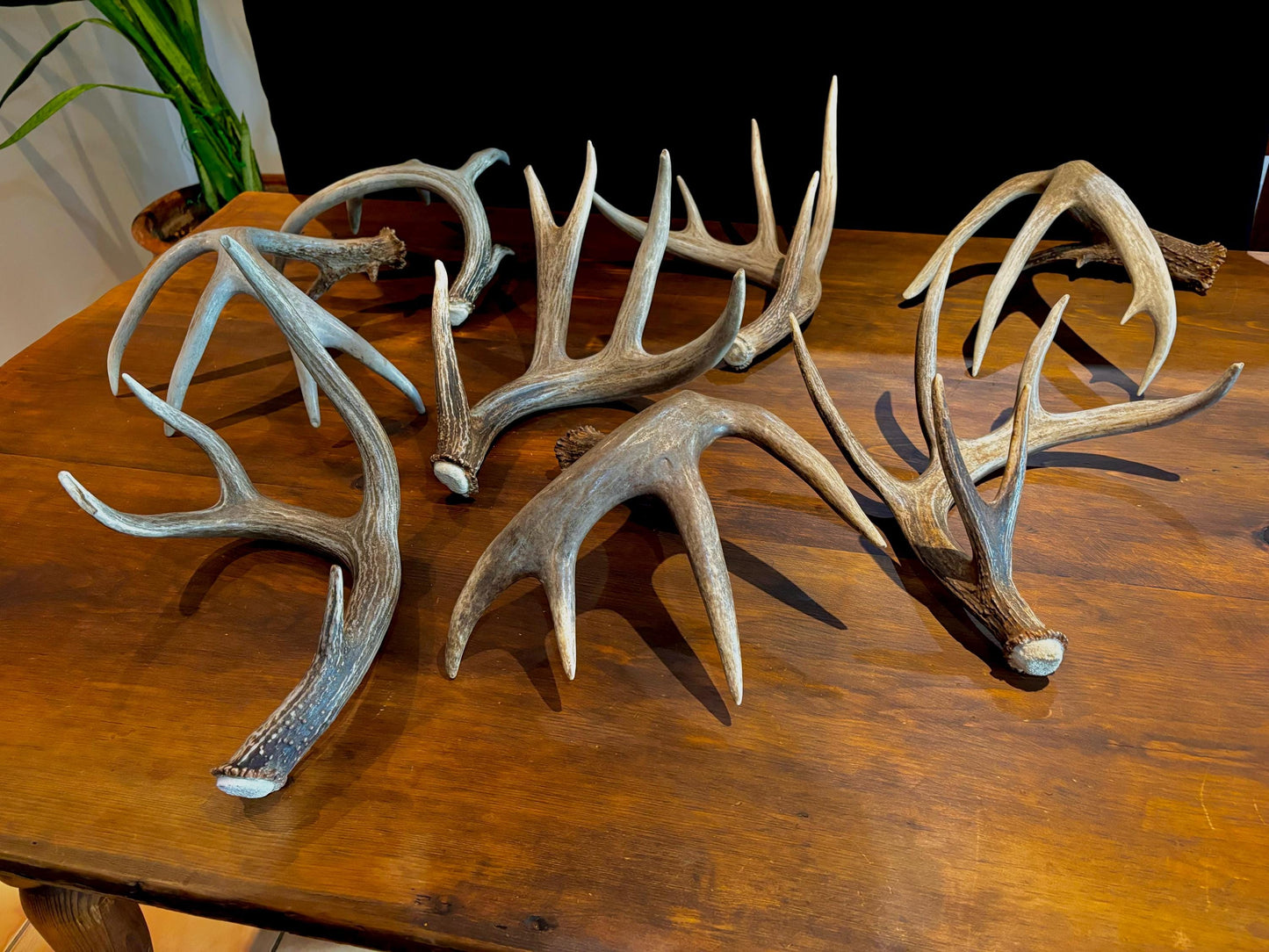 Premium X-Large White-tail Deer Antlers! Highest Quality Decorative Antlers. From Wild Canadian Whitetailed deer. Naturally Shed