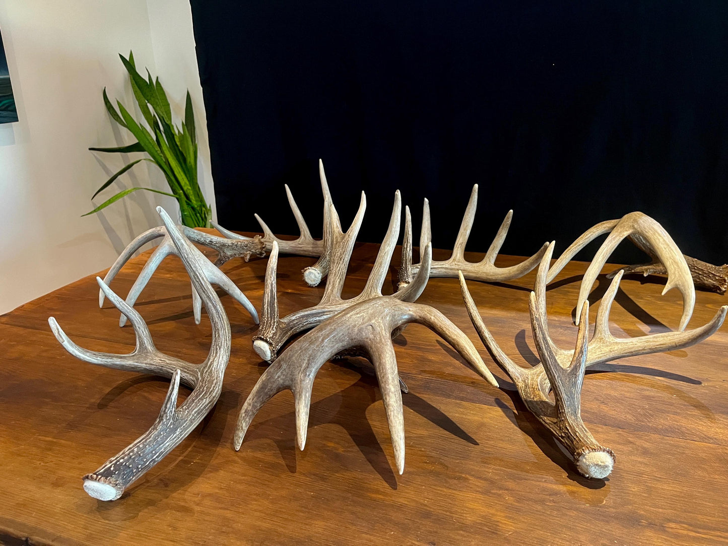 Premium X-Large White-tail Deer Antlers! Highest Quality Decorative Antlers. From Wild Canadian Whitetailed deer. Naturally Shed