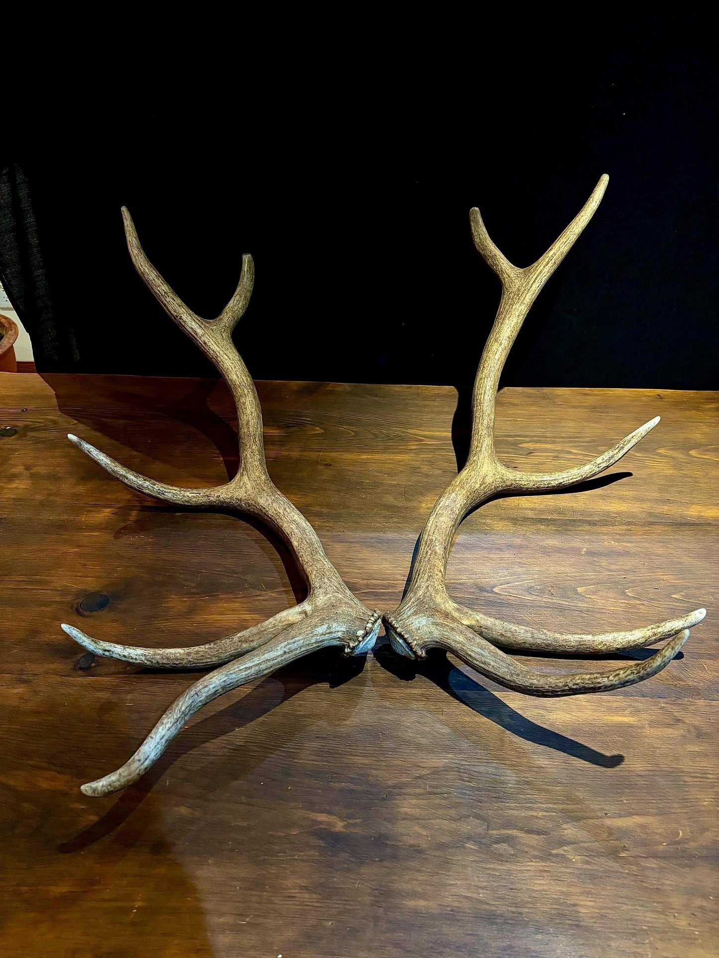 Canadian Bull Elk Antler Set! Decorations, Crafting, Collections, Table Centerpieces and more!