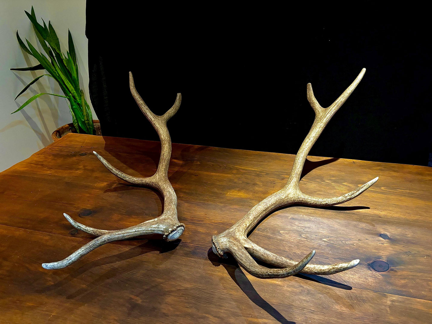 Canadian Bull Elk Antler Set! Decorations, Crafting, Collections, Table Centerpieces and more!