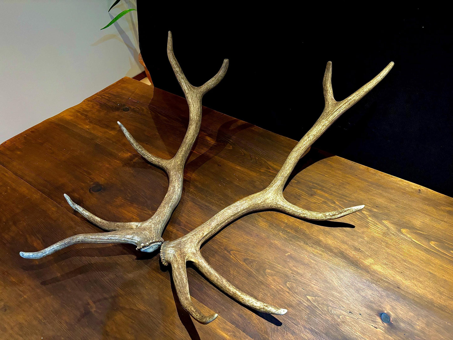 Canadian Bull Elk Antler Set! Decorations, Crafting, Collections, Table Centerpieces and more!