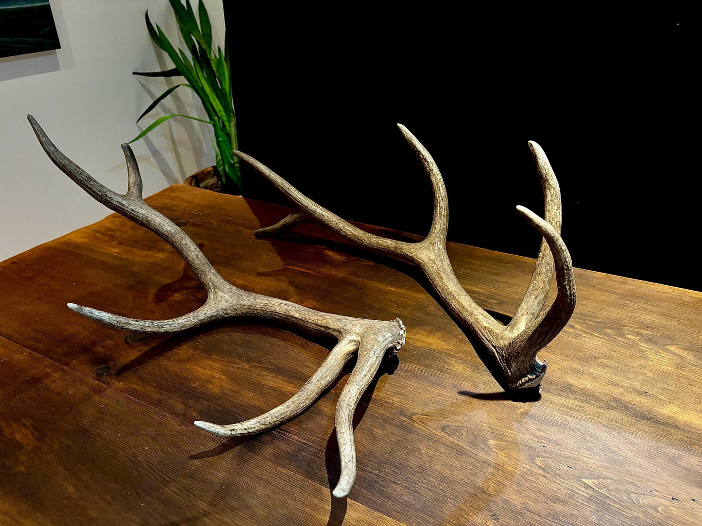 Canadian Bull Elk Antler Set! Decorations, Crafting, Collections, Table Centerpieces and more!
