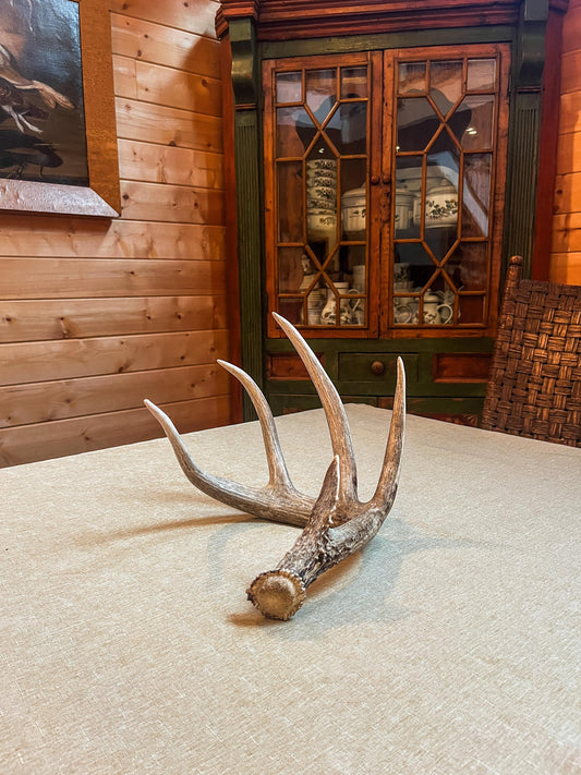 Magnificent White-tailed deer Antler - with huge “G3”. Extremeley fresh, perfect for crafting, design, decor and more!