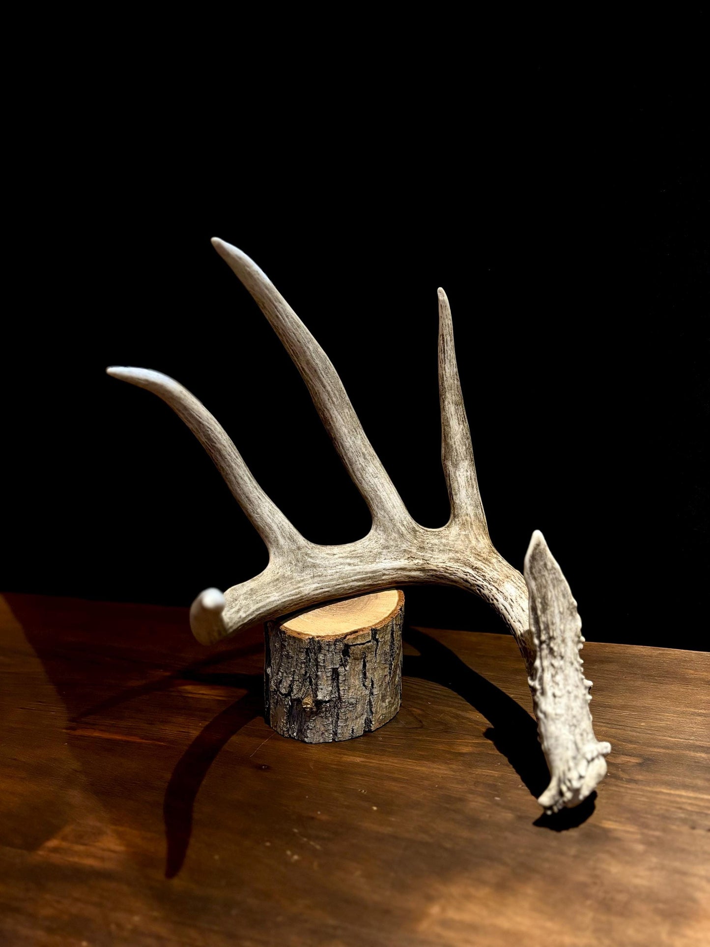 Magnificent White-tailed deer Antler - with huge “G3”. Extremeley fresh, perfect for crafting, design, decor and more!