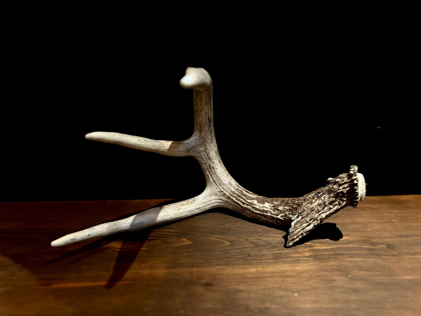 Large White-tailed deer Antler - 4 Points with broken browtine. Extremeley fresh, perfect for crafting, design, decor and more!