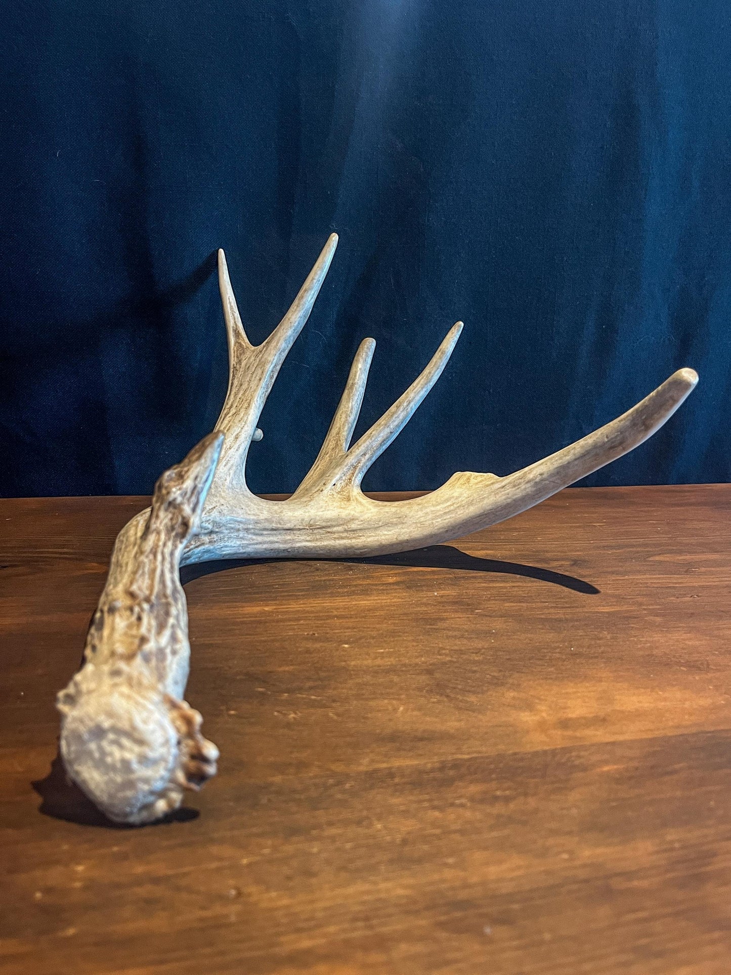 Naturally Shed White-tailed Deer Antler. Large Deer Horn/Antler, Cabin, Rustic style decoration and crafting!