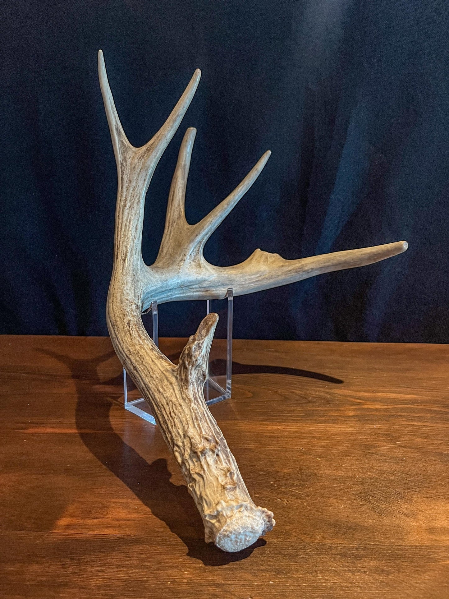 Naturally Shed White-tailed Deer Antler. Large Deer Horn/Antler, Cabin, Rustic style decoration and crafting!