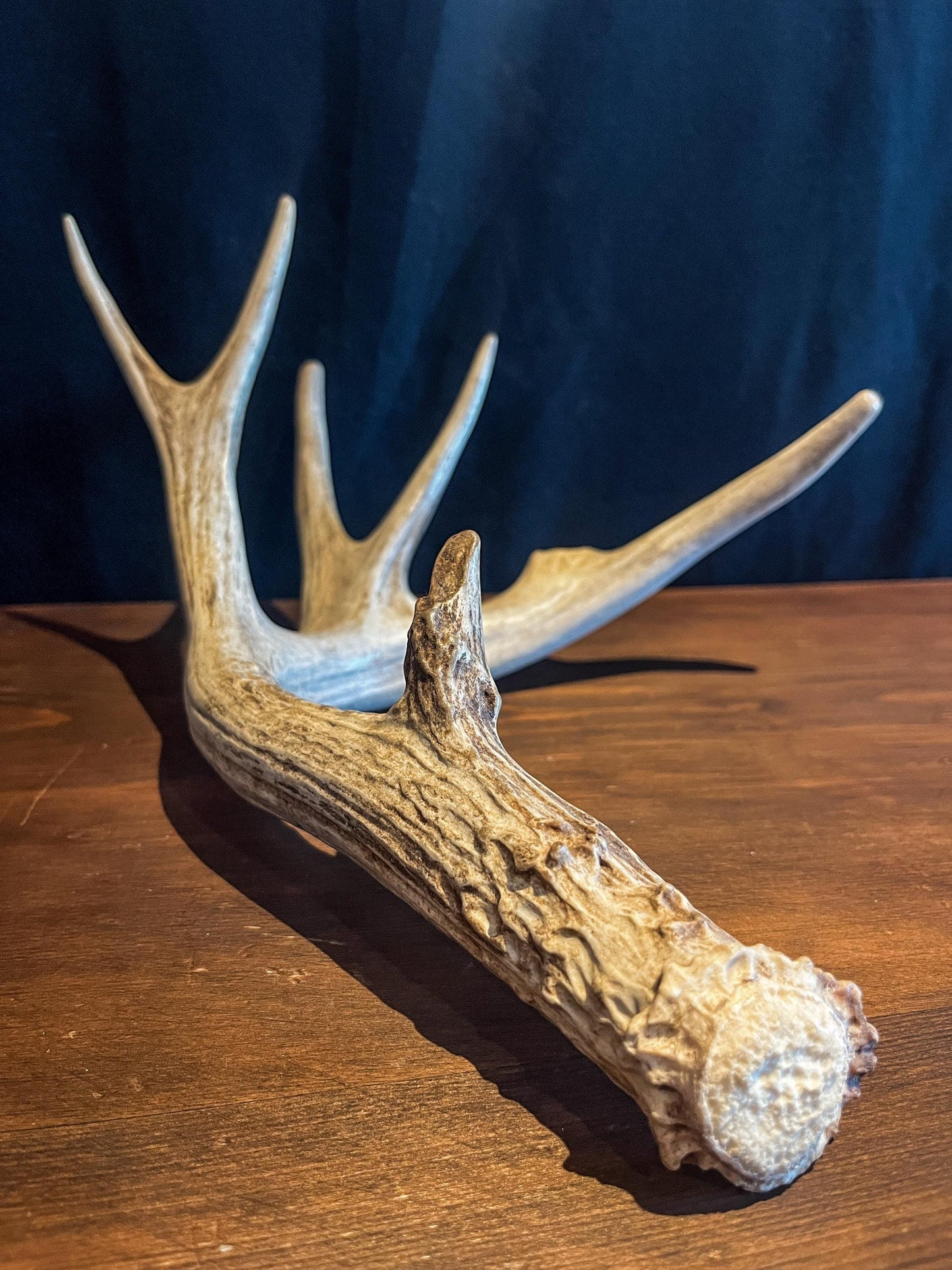 Naturally Shed White-tailed Deer Antler. Large Deer Horn/Antler, Cabin, Rustic style decoration and crafting!