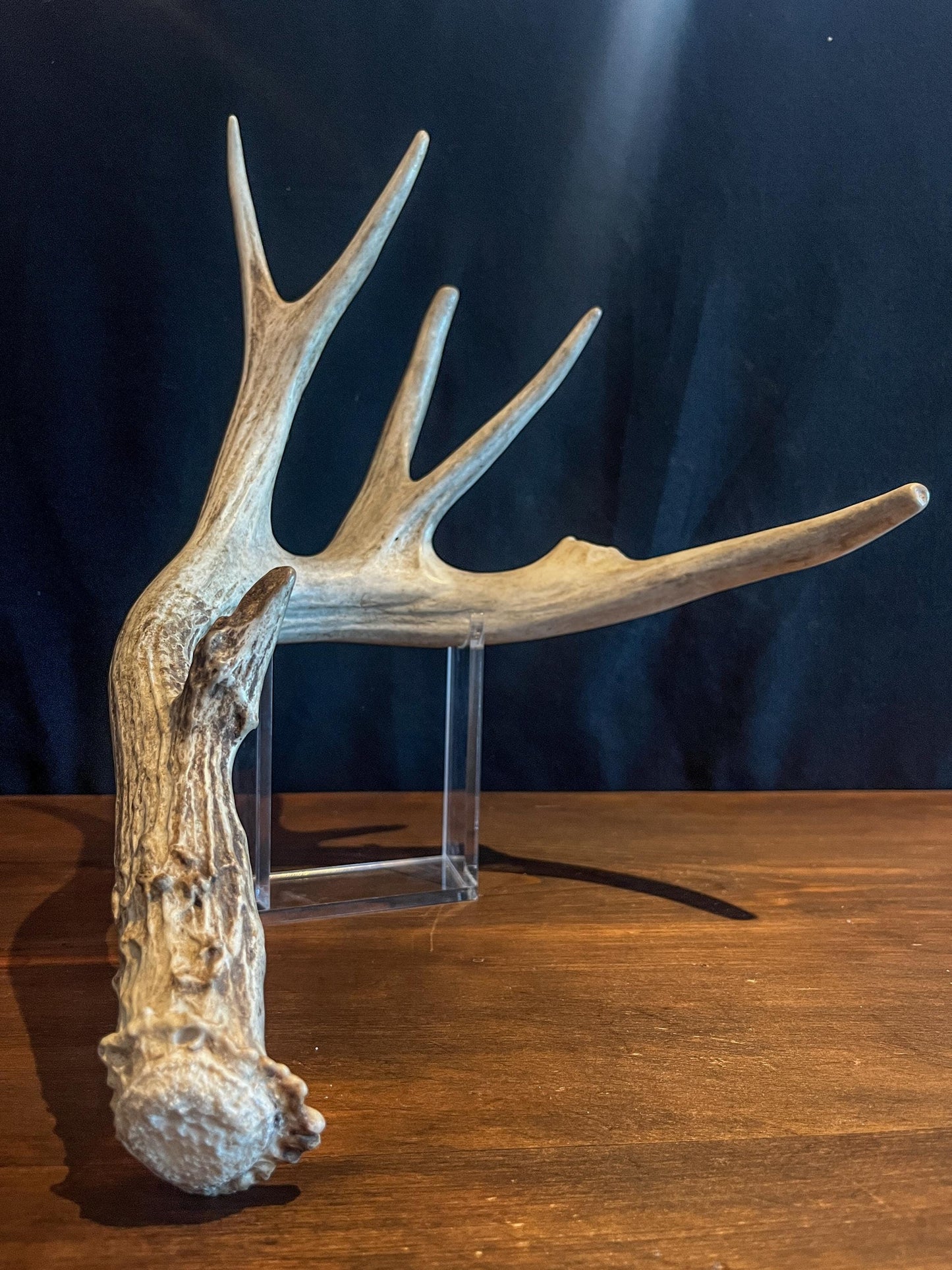 Naturally Shed White-tailed Deer Antler. Large Deer Horn/Antler, Cabin, Rustic style decoration and crafting!