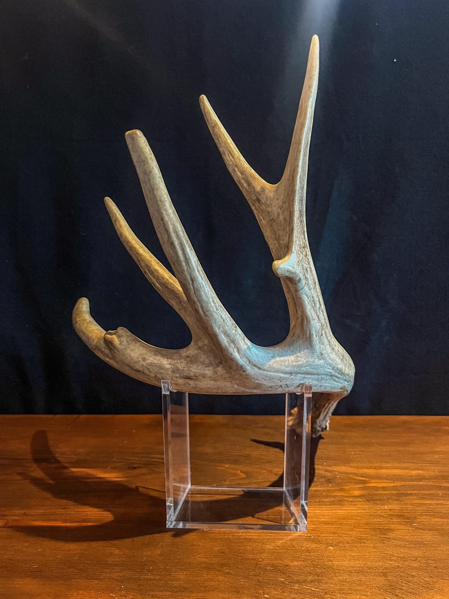 Naturally Shed White-tailed Deer Antler. Large Deer Horn/Antler, Cabin, Rustic style decoration and crafting!