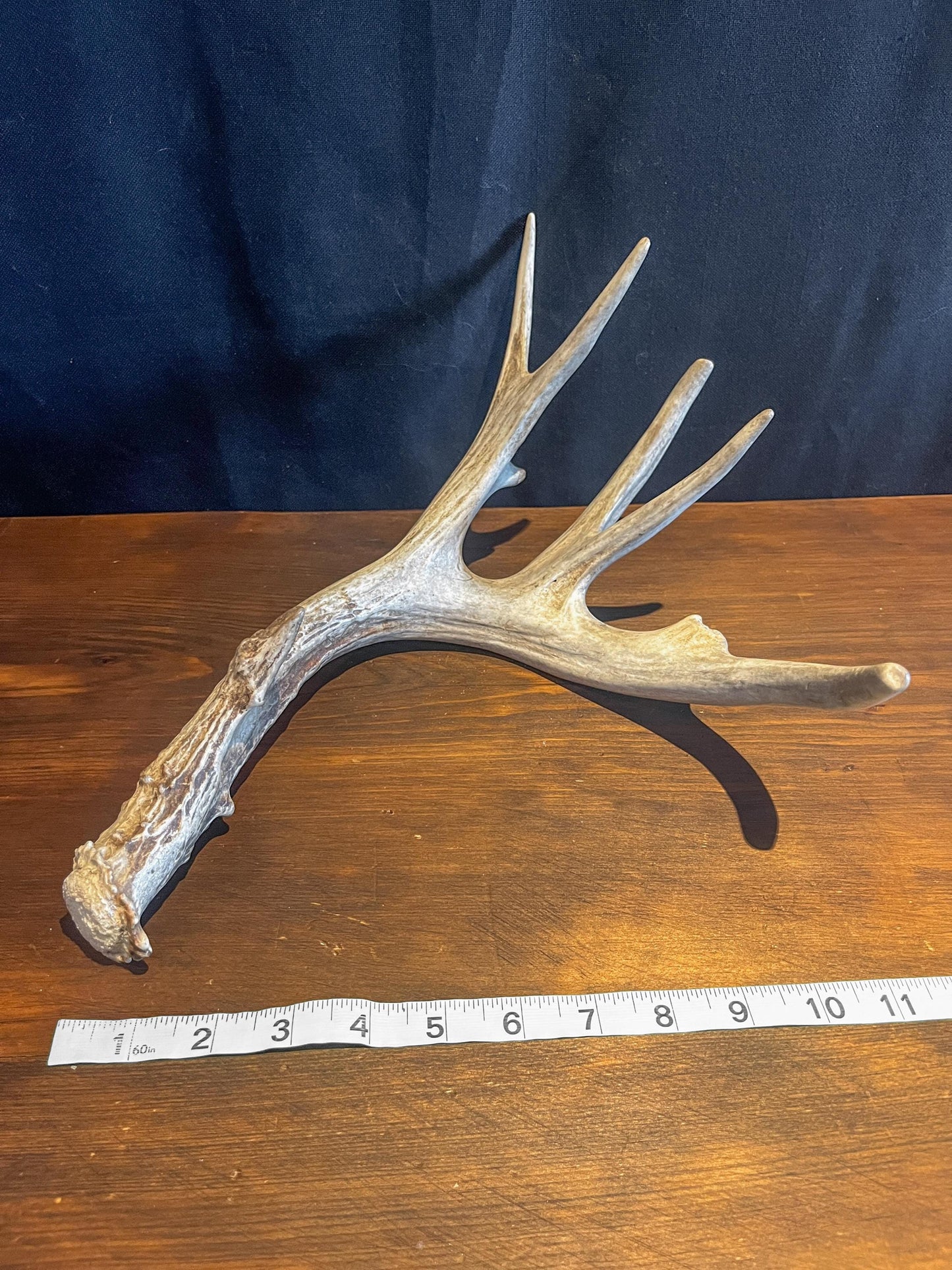 Naturally Shed White-tailed Deer Antler. Large Deer Horn/Antler, Cabin, Rustic style decoration and crafting!