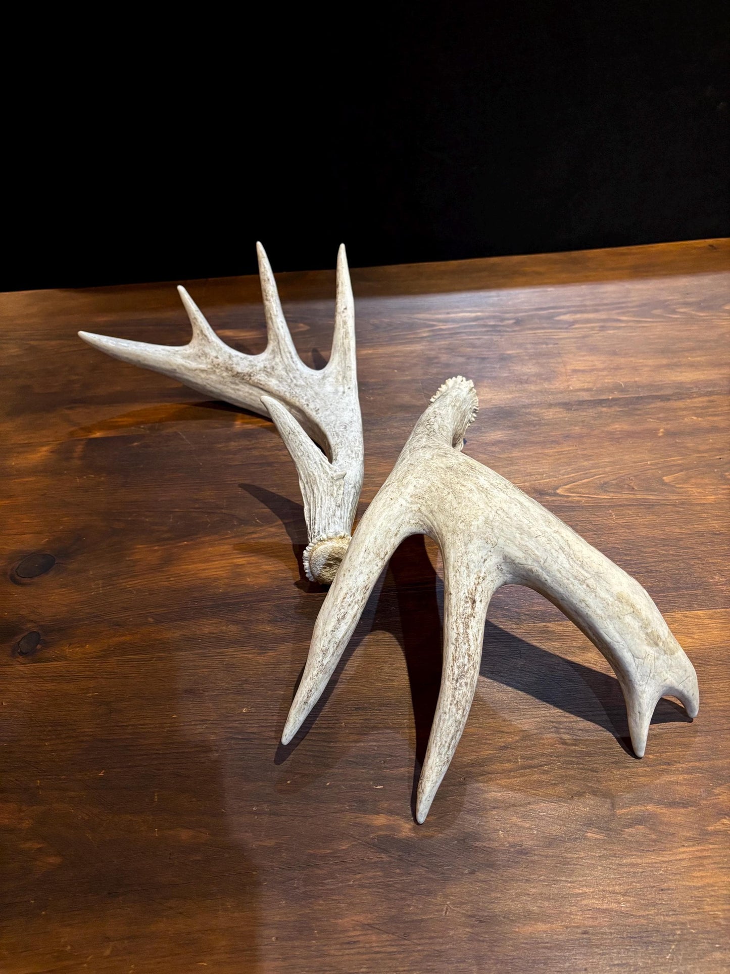 White-tailed Deer Antlers - Enormous Matching Set. Insane Mass! Decor Crafting and More.