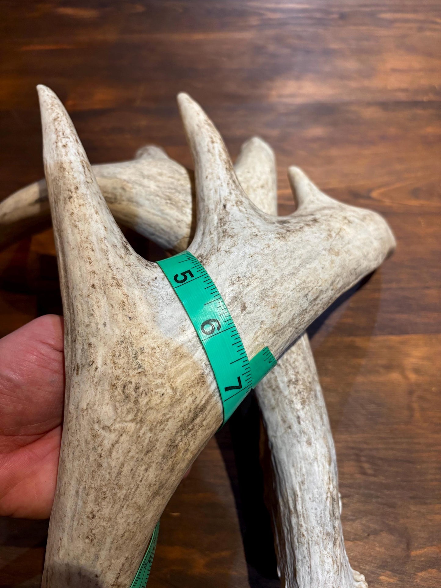 White-tailed Deer Antlers - Enormous Matching Set. Insane Mass! Decor Crafting and More.