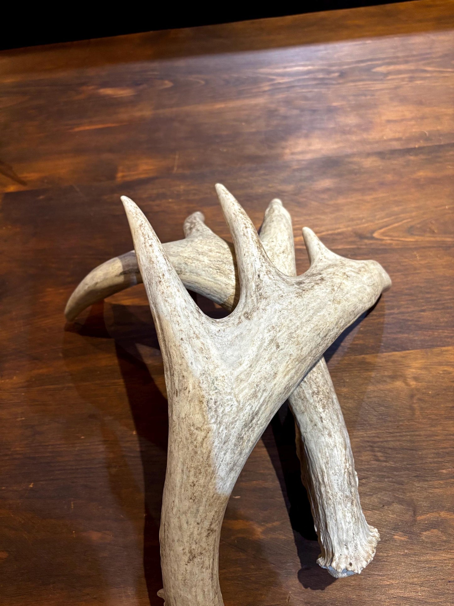 White-tailed Deer Antlers - Enormous Matching Set. Insane Mass! Decor Crafting and More.