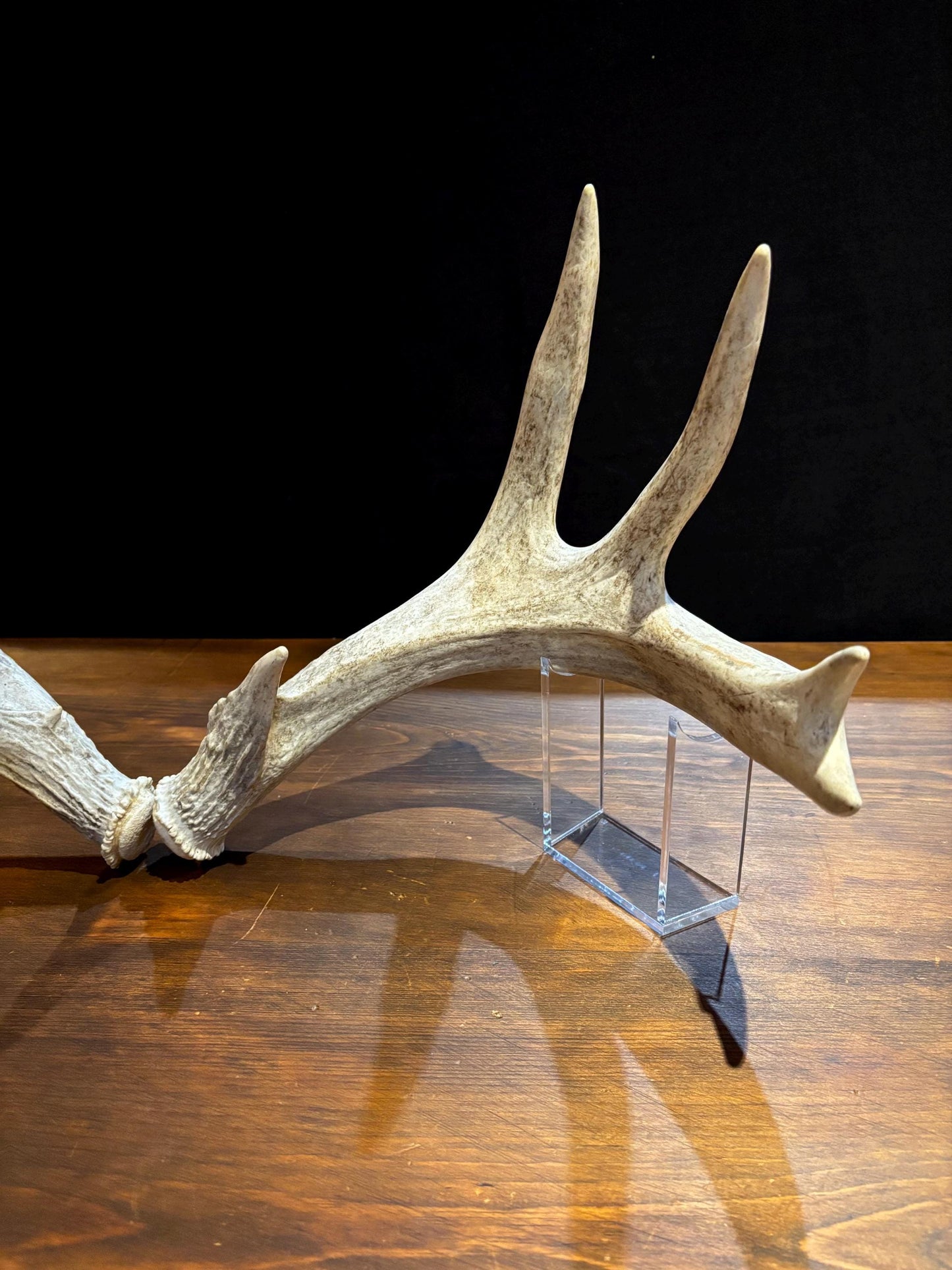 White-tailed Deer Antlers - Enormous Matching Set. Insane Mass! Decor Crafting and More.