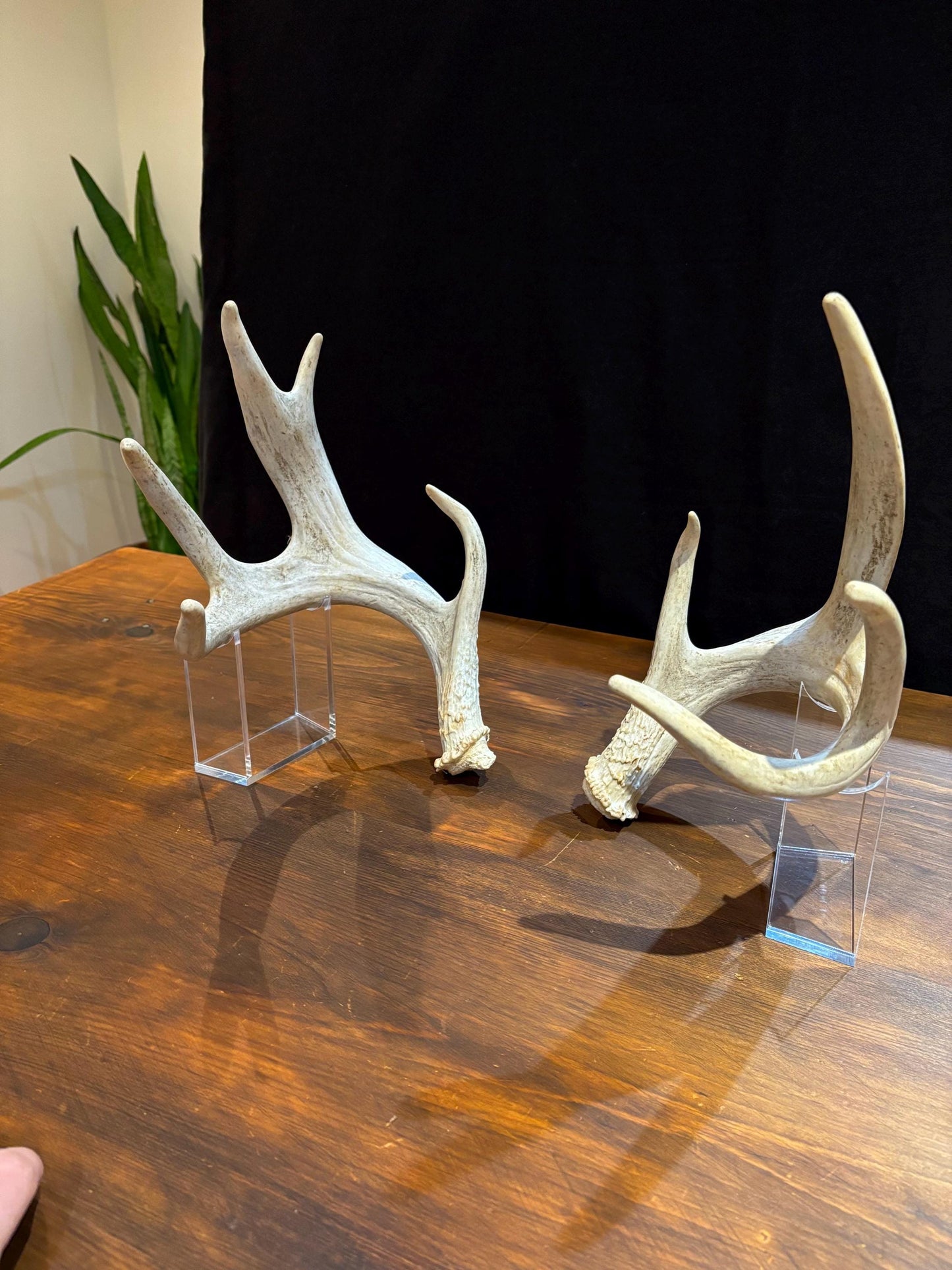 4 Deer Antlers - 2 Matched Sets From the Same Deer. Insane Mass. Super Heavy Whitetailed deer
