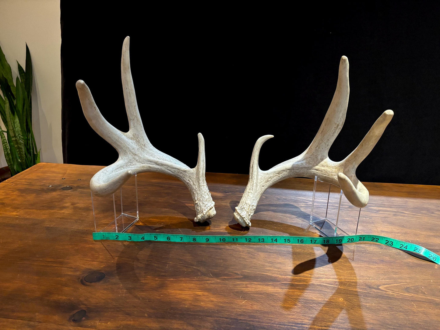 4 Deer Antlers - 2 Matched Sets From the Same Deer. Insane Mass. Super Heavy Whitetailed deer