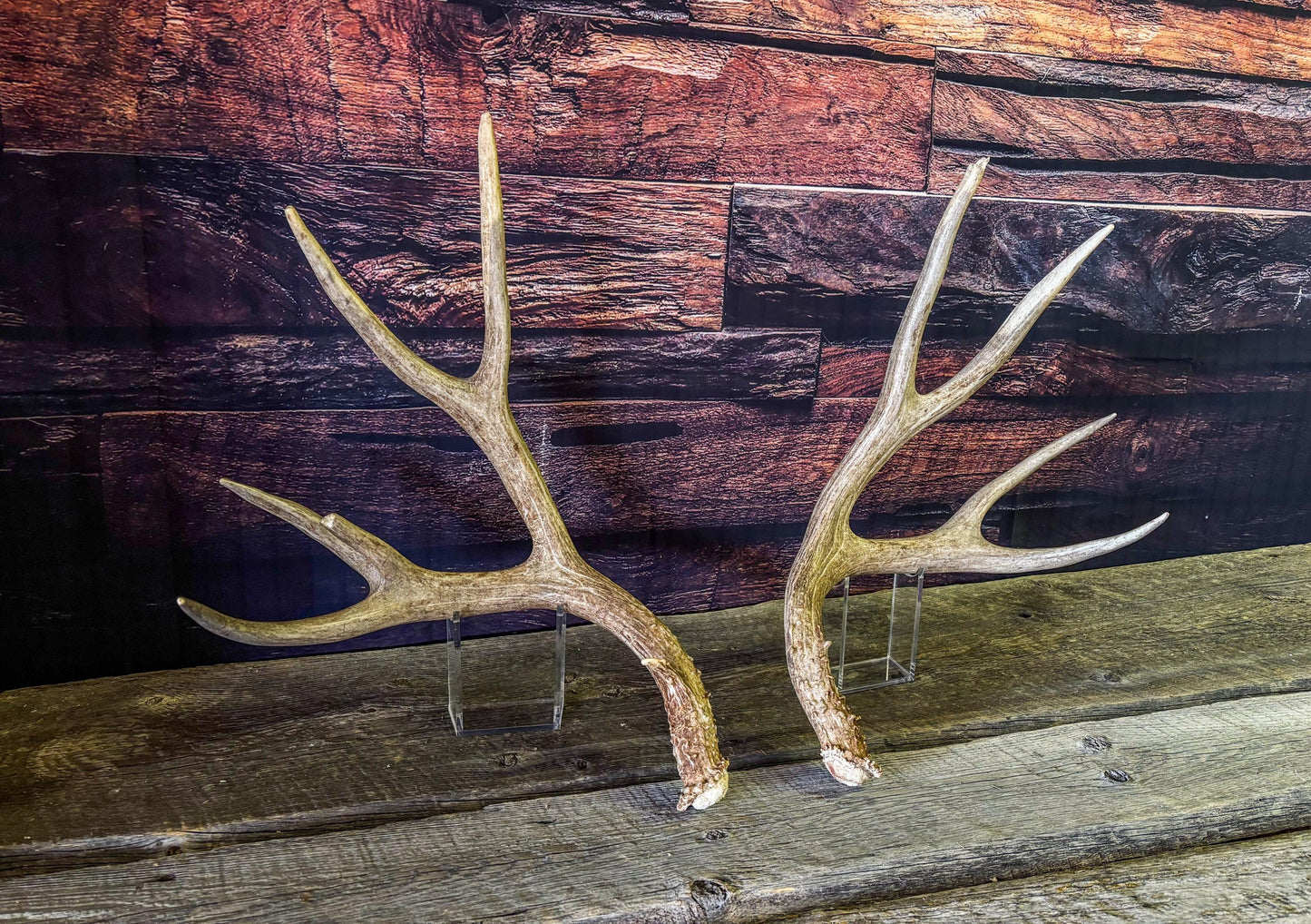Mule deer antlers. Large Matching Set. Naturally shed. Decor. Crafting
