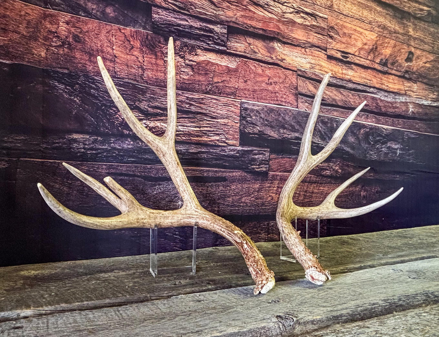 Mule deer antlers. Large Matching Set. Naturally shed. Decor. Crafting