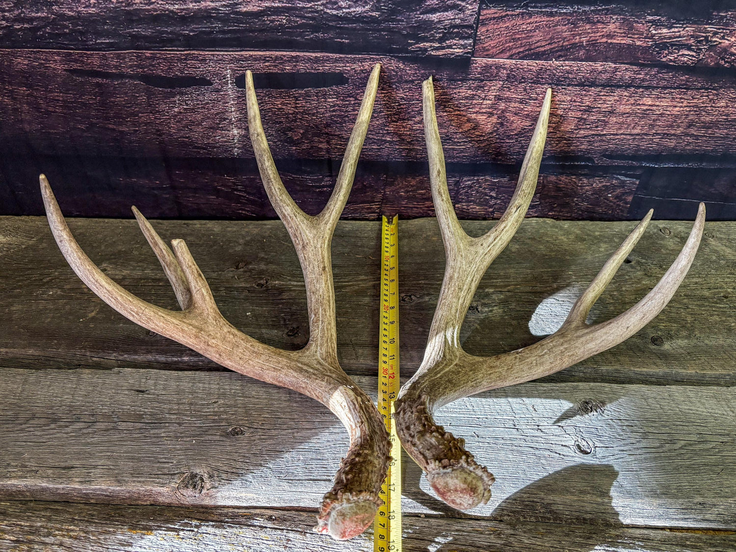 Mule deer antlers. Large Matching Set. Naturally shed. Decor. Crafting