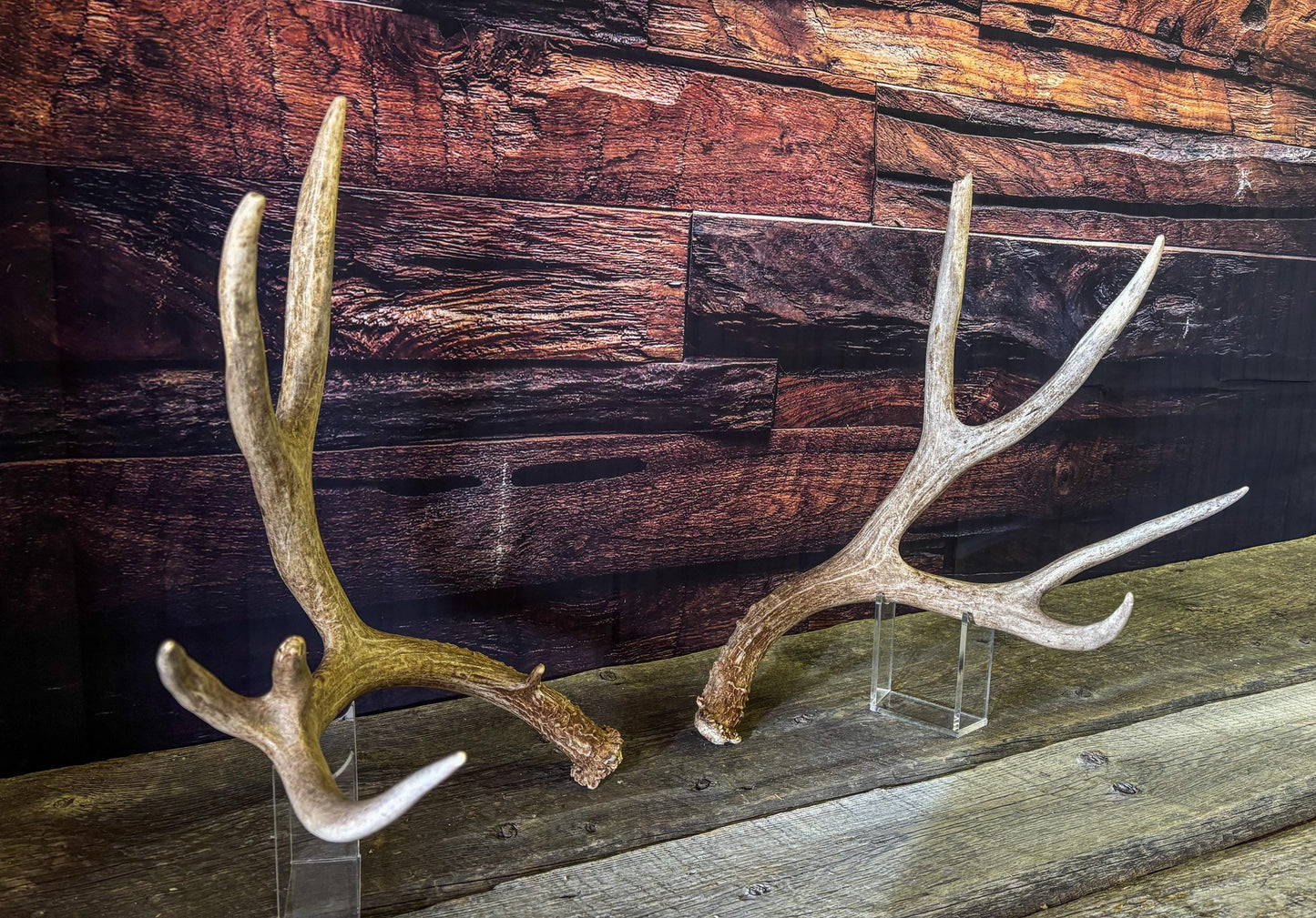Mule deer antlers. Large Matching Set. Naturally shed. Decor. Crafting