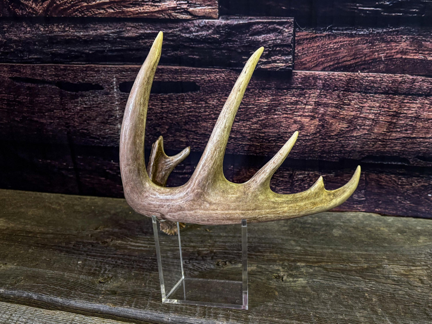White-tailed Deer Antler - Large, Wild Canadian antler for decor, design, crafting and more!
