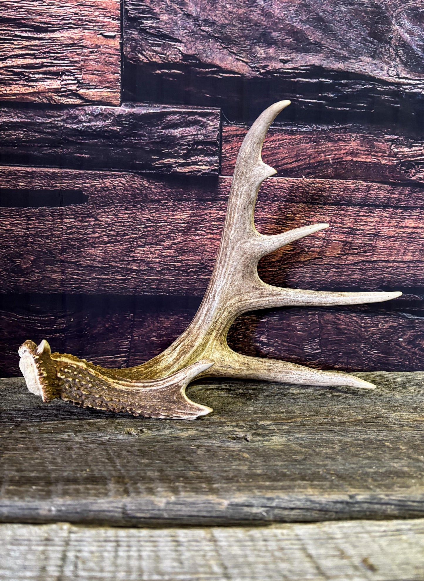 White-tailed Deer Antler - Large, Wild Canadian antler for decor, design, crafting and more!
