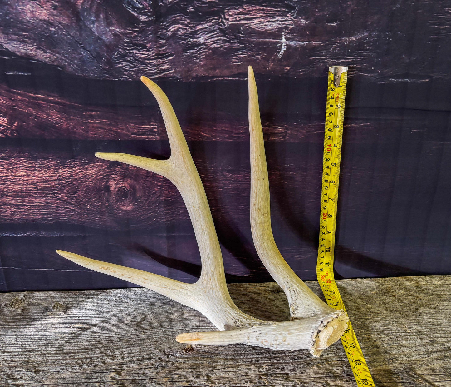 Unique White-tailed Deer Antler - Collectible Canadian Whitetailed deer Antler. Decor, design, crafting and more!