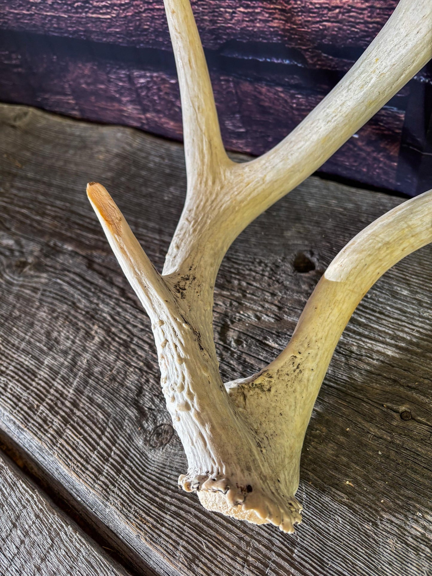 Unique White-tailed Deer Antler - Collectible Canadian Whitetailed deer Antler. Decor, design, crafting and more!