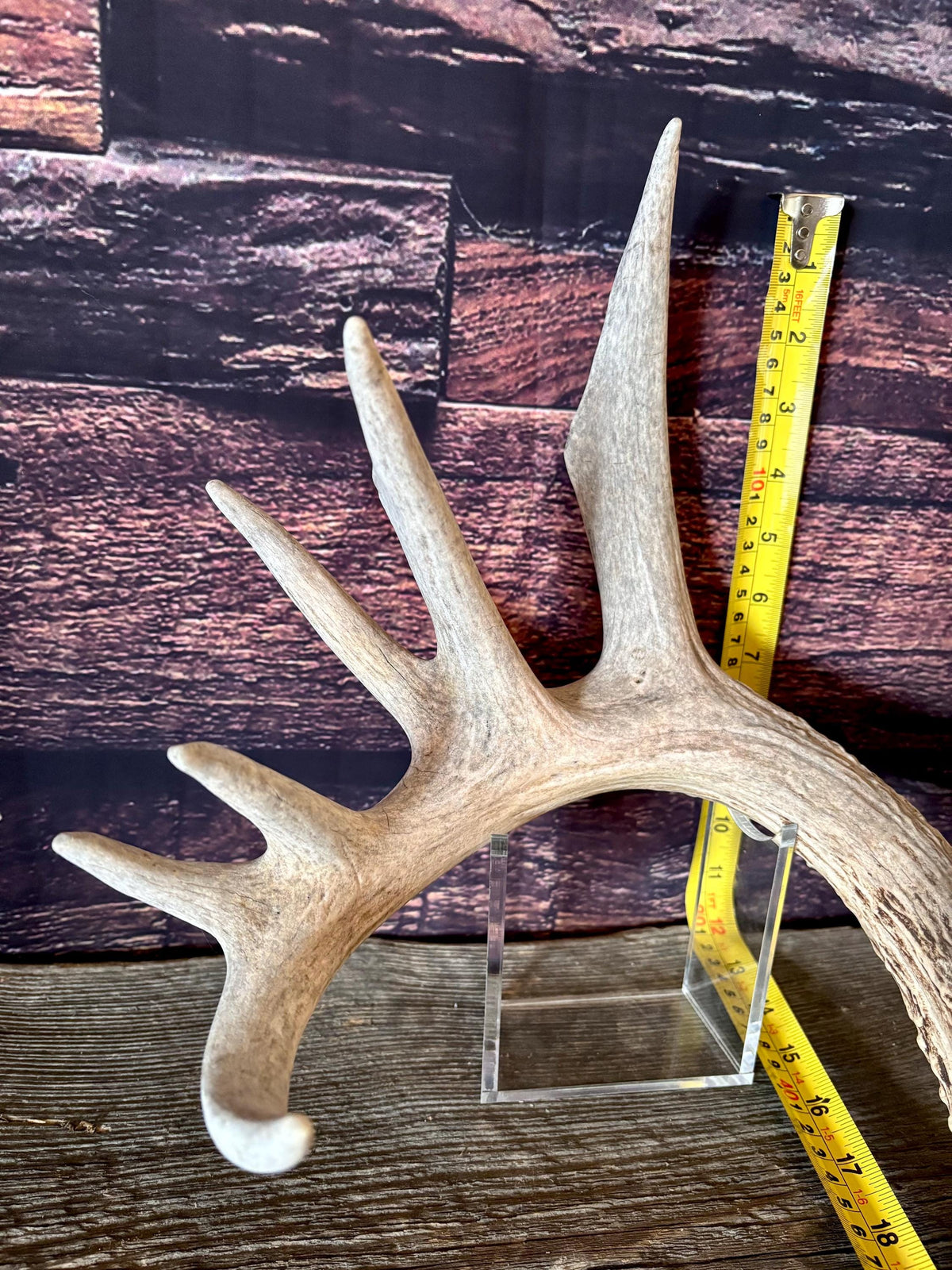 Large White-tailed deer Antler. 8-point buck. Crafting, decor and more!